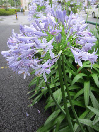 AKpTX(Agapanthus)