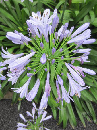 AKpTX(Agapanthus)