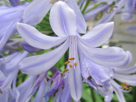 AKpTX(Agapanthus)