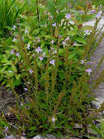 ミヤマクワガタ 深山鍬形 かぎけんweb