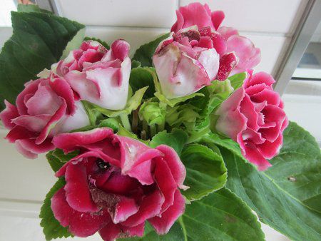 グロキシニア Gloxinia