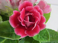 OLVjA(Gloxinia)