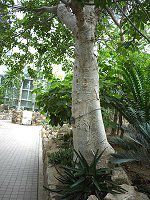 �o�I�o�u(Baobab)