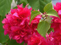 u[QrA Pink Champagne