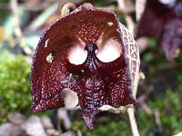 AXgLAETohVX(Aristolochia salvadrensis)