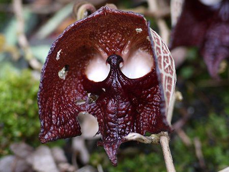 アリストロキア・サルバドレンシス(Aristolochia salvadrensis)
