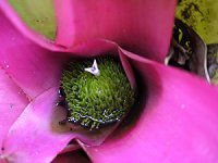 lIQAENG^(Neoregeria cruenta)