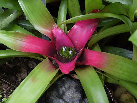 ネオレゲリア Neoregelia かぎけん図鑑