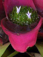 lIQAENG^(Neoregeria cruenta)