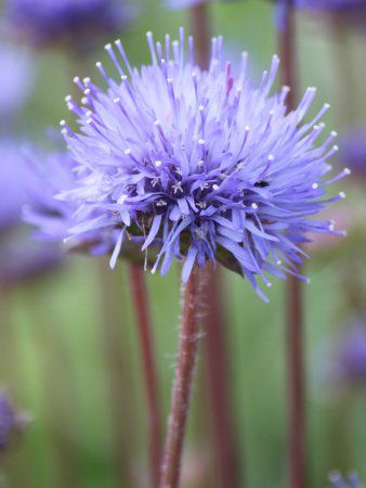 Jasione laevis11