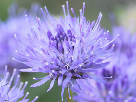 スイスアルプスの花 かぎけんweb