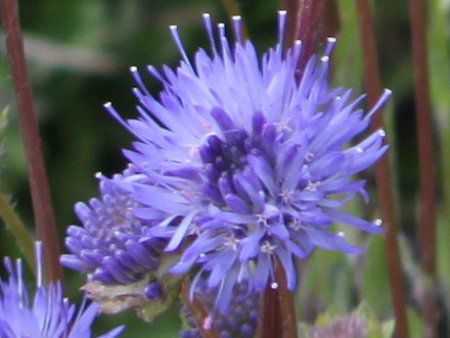 Jasione laevis22