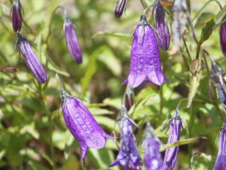 Woche's campanulaJpjEIbP[ 202