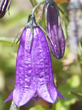 Woche's campanulaJpjEIbP[ 202