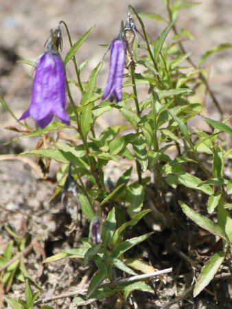 Woche's campanulaJpjEIbP[ 202