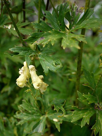 14.Yellow Aconite
