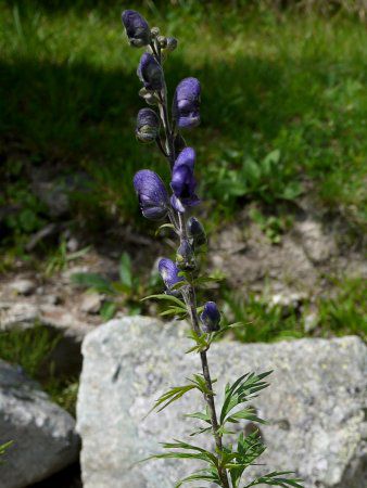 Common Monk's hood Wolf's bane