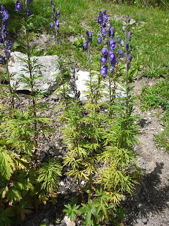 Common Monk's hood Wolf's bane