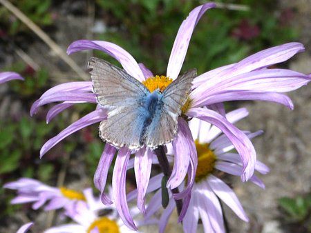 スイスアルプスの花【かぎけんWEB】