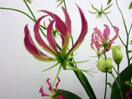 グロリオーサ Gloriosa かぎけんweb