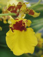 IVWE(Oncidium)