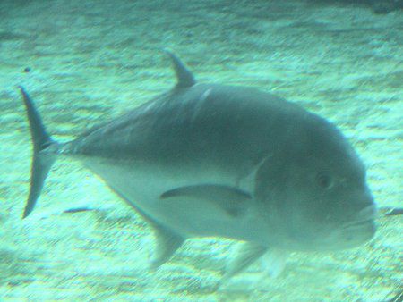 ロウニンアジ 浪人鯵 かぎけんweb