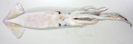 ポイント最大16倍／スルメ イカみみ スルメ耳 80g 北海道産