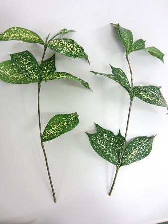 ドラセナ ゴッドセフィアナ Dracaena Godseffiana かぎけんweb ドラセナ ゴッドセフィアナ Dracaena Godseffiana かぎけんweb