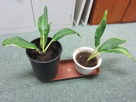 hZi(Dracaena)