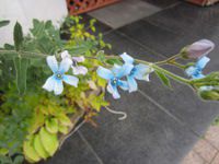 Oxypetalum caeruleum