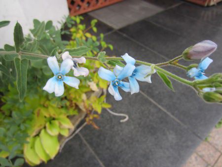 Oxypetalum caeruleum