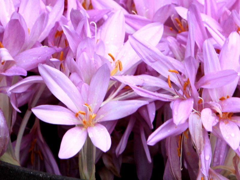 R`JiColchicum)