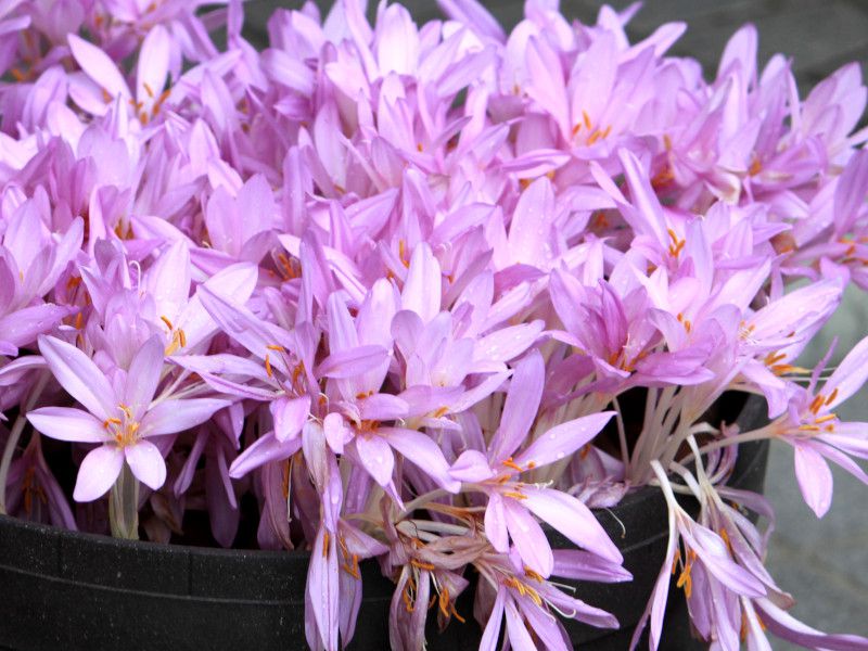 R`JiColchicum)