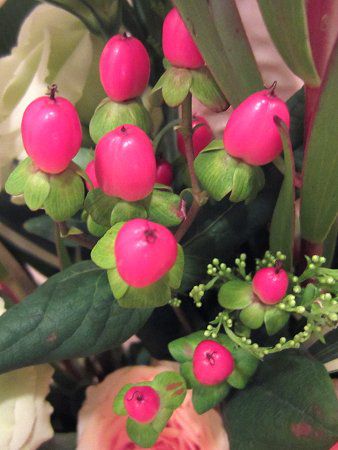 赤い実が可愛い！ヒペリカム・アンドロサエマム(Hypericum