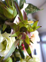 Birthday flowerbouque