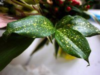 hZiESbhZtBAi(Dracaena godseffiana)