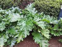 AJTX(Acanthus)