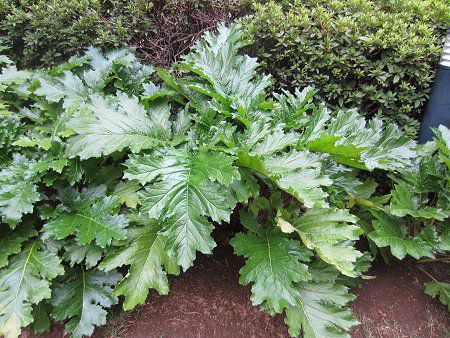 AJTX(Acanthus)