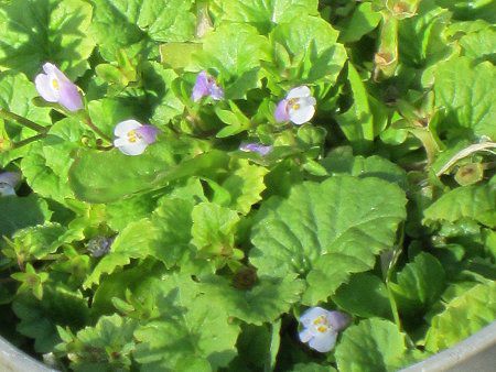 トコシエコウの花畑 10月中旬〜11月上旬】淡路島のコスモス畑。あわじ花さじき – The