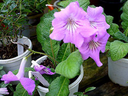 XgvgJ[pX(Streptocarpus)