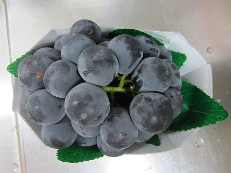 ぶどう*ページ ブドウ(葡萄)【かぎけんWEB】