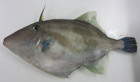 �E�}�d���n�M