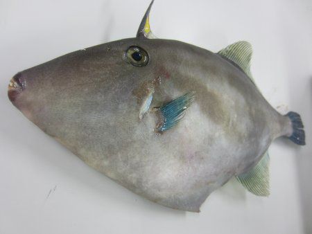 �E�}�d���n�M