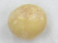 }Jf~Aibc(Macadamia nut)