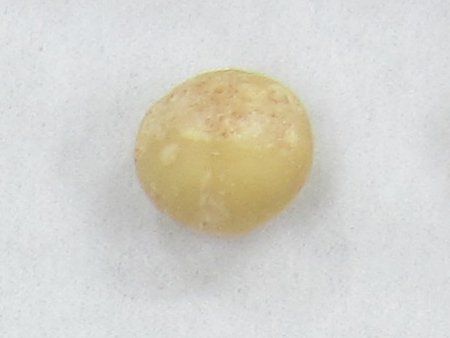 }Jf~Aibc(Macadamia nut)
