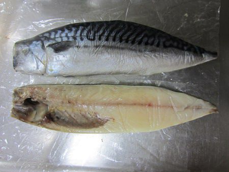 タイセイヨウサバ 太平洋鯖 かぎけん