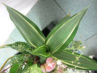 hZiETfAiiDracaena sanderianaj7