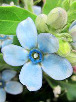 ILVy^EJGEABlue star8