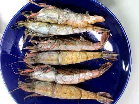 クロザコエビ 黒雑魚海老 通称 モサエビ かぎけんweb クロザコエビ 黒雑魚海老 通称 モサエビ かぎけんweb