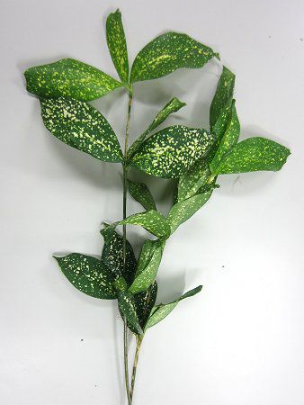 ドラセナ ゴッドセフィアナ Dracaena Godseffiana かぎけんweb